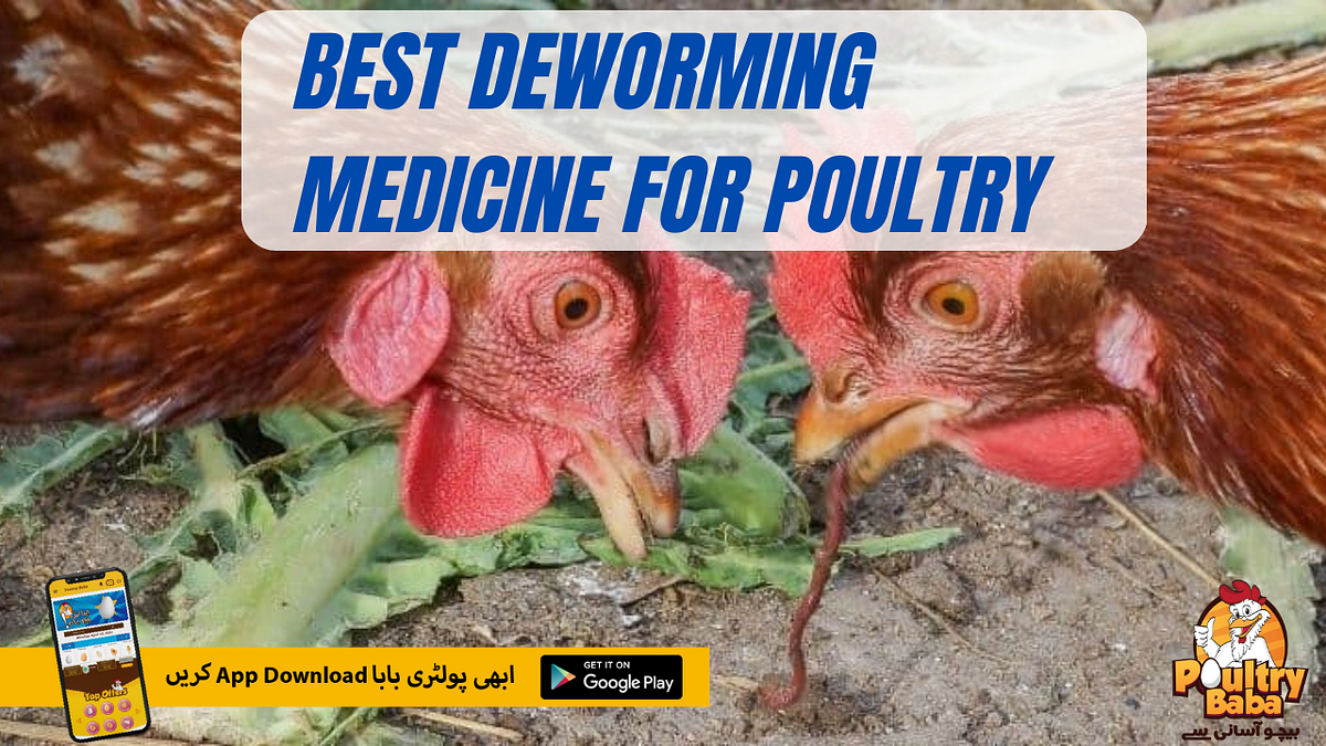 Worming Chickens