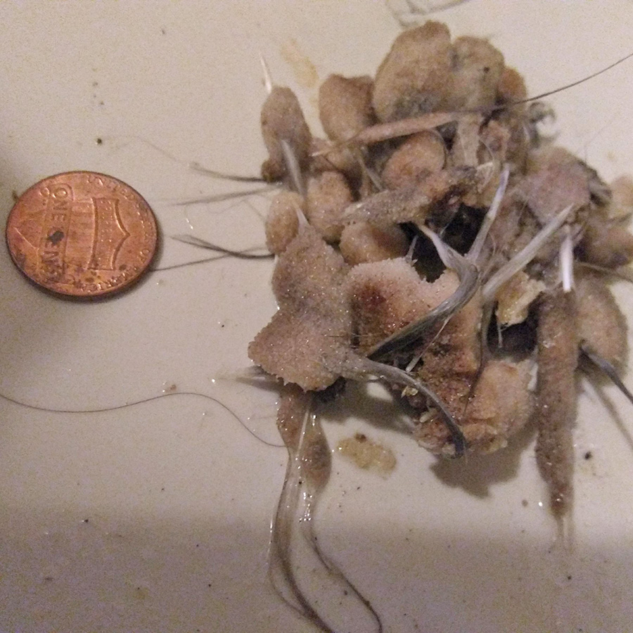 Lice infestation in Chickens Lice infestation in Chickens