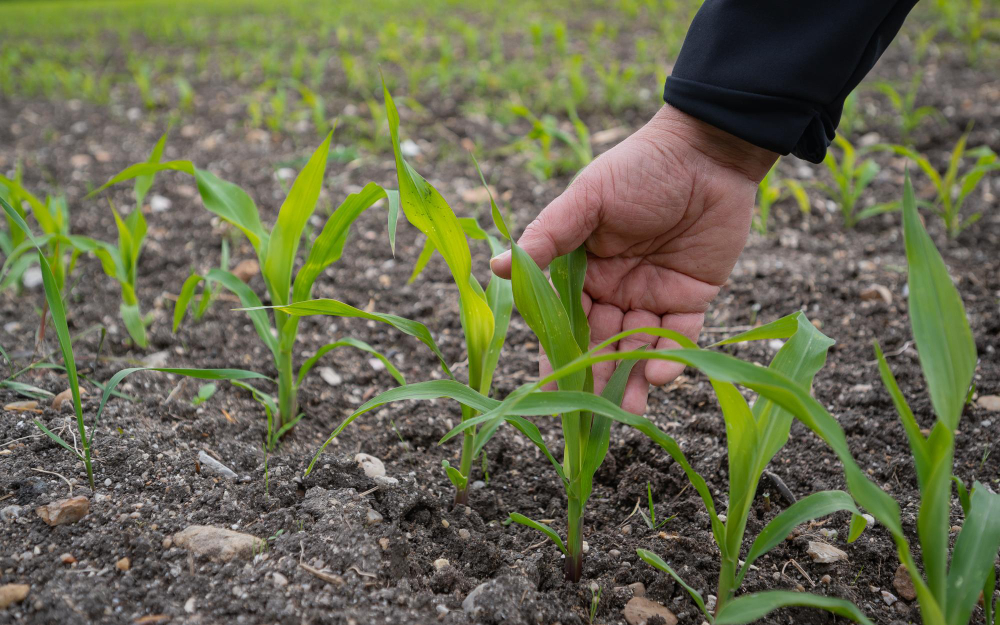Understanding Its Impact on Crop Health