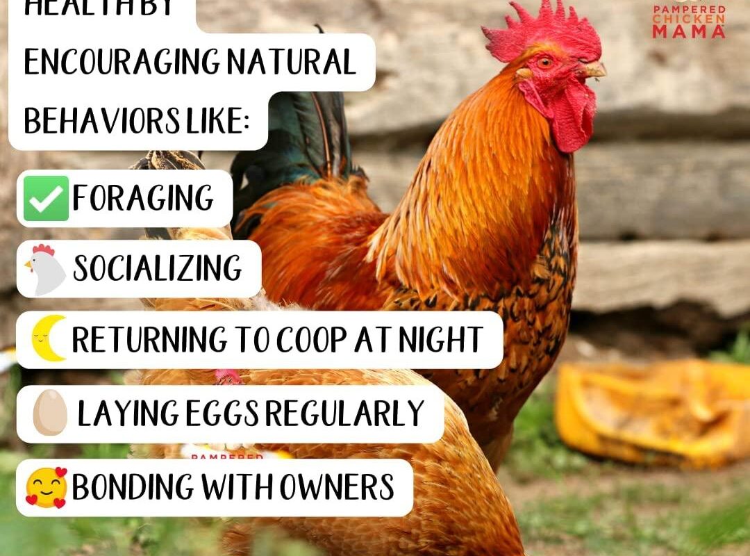 Chicken Vitamins