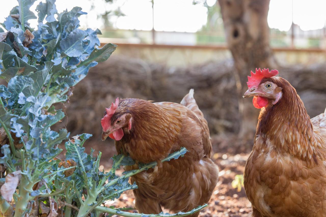 Planting Herbs for Chickens to Eat – Flockjourney Planting Herbs for Chickens to Eat – Flockjourney