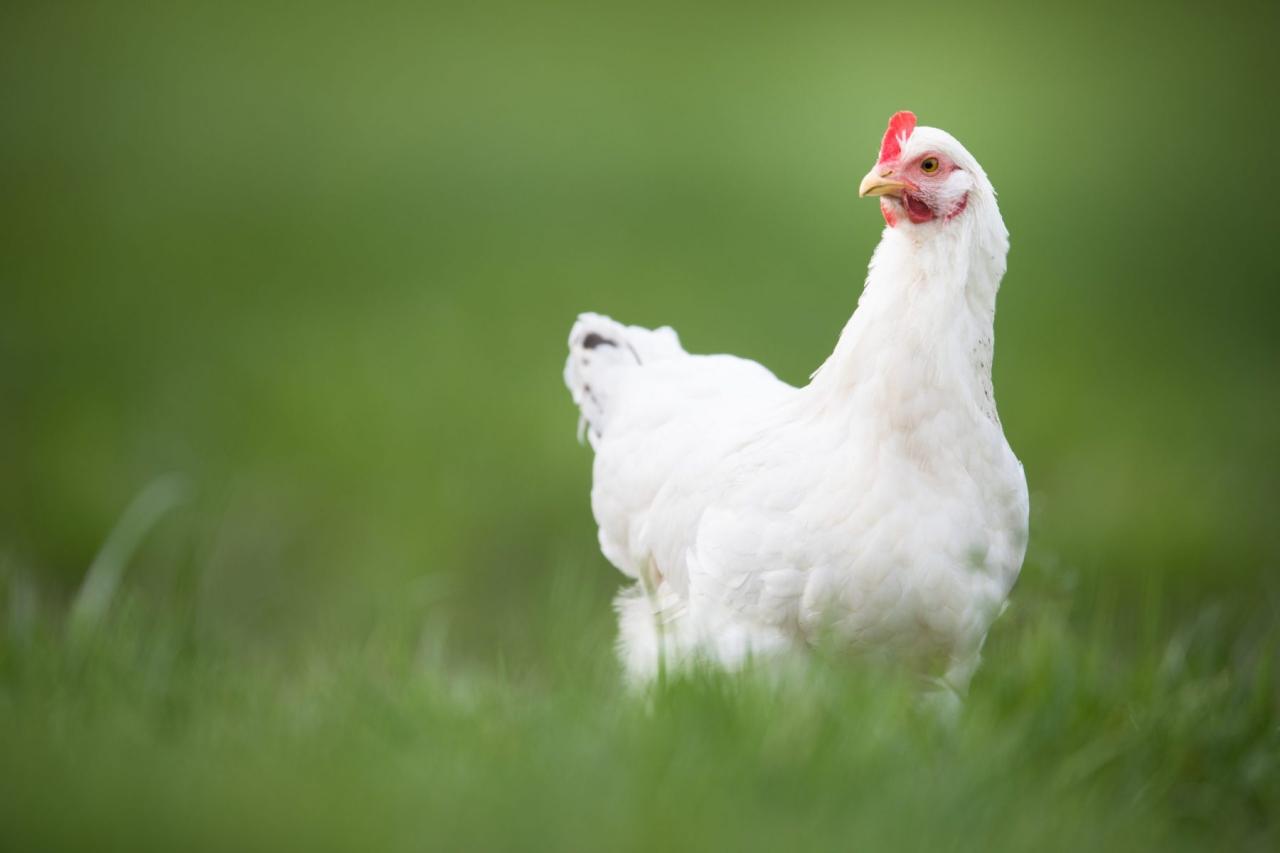 Sick Chickens? Spot the Symptoms [Infographic] - Hobby Farms