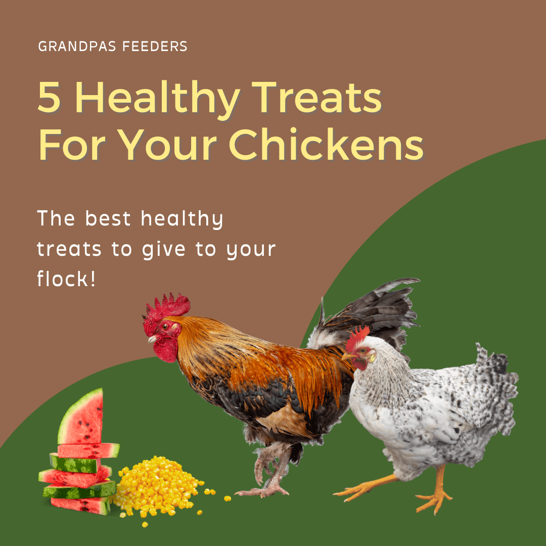 26 Homemade Healthy Chicken Treats Recipes Your Chickens Will Love 26 Homemade Healthy Chicken Treats Recipes Your Chickens Will Love
