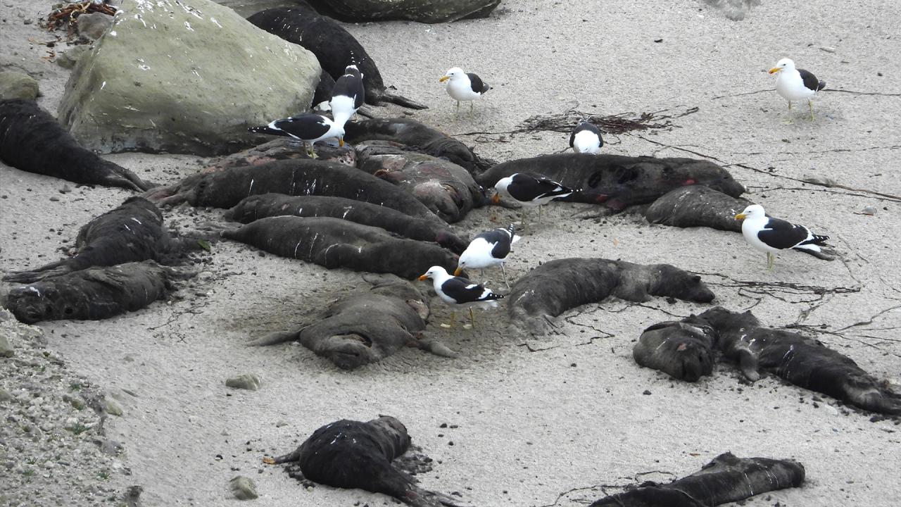 The World Must Work Together to Tackle the Growing Avian Influenza ... The World Must Work Together to Tackle the Growing Avian Influenza ...