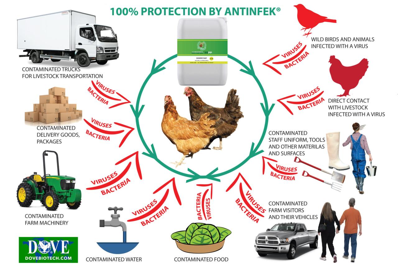 Biosecurity Tips for Poultry Owners - Poultry