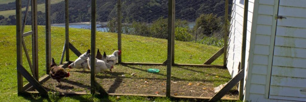 Predator-proof coop Protecting Your Flock Effectively
