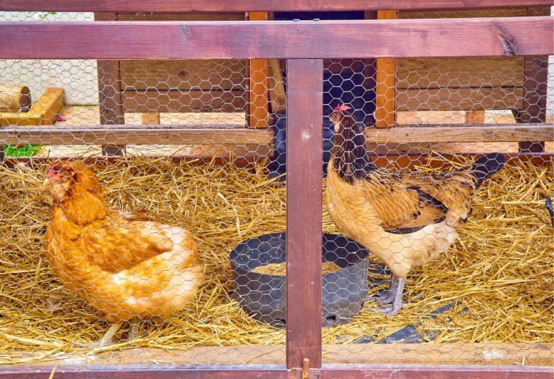 Chicken bedding cleaning for healthier poultry