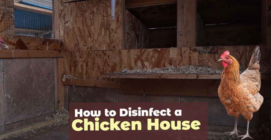 Cleaning Chicken House