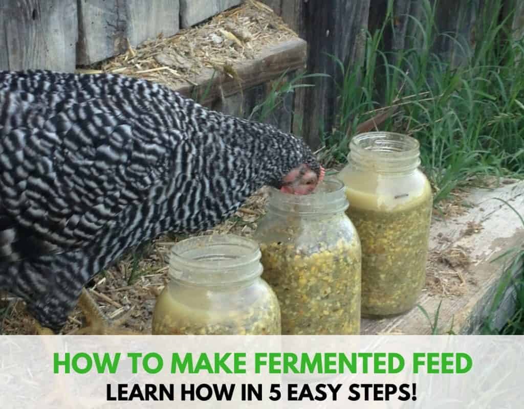 Fermented Feed