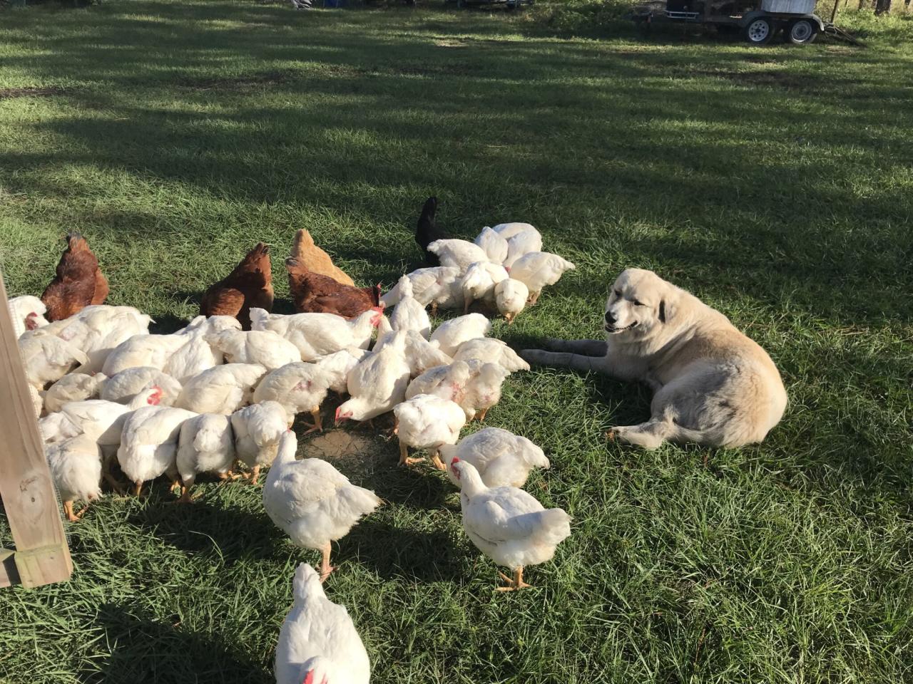 What is Chicken Grit and Why Chickens Need It? - LearnPoultry