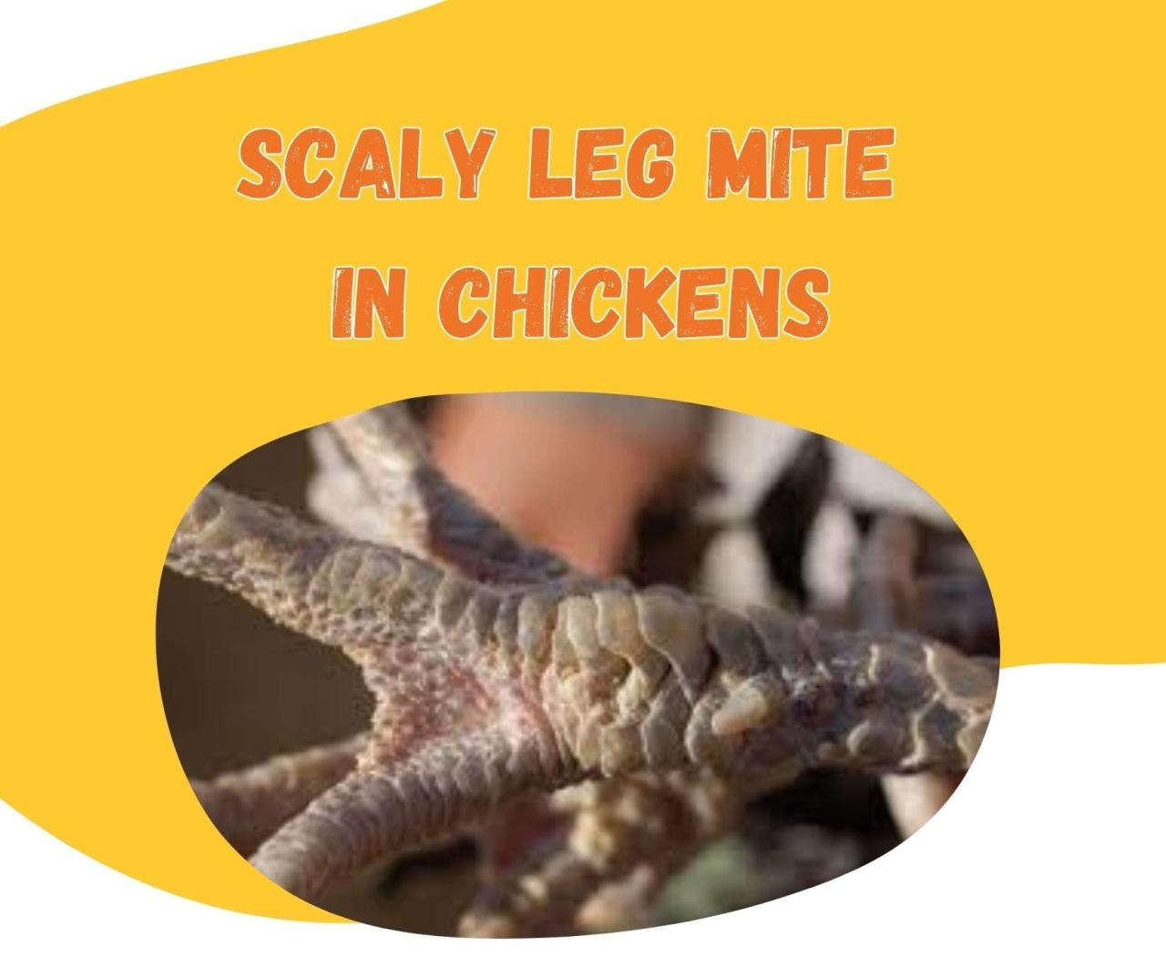 Chicken mites