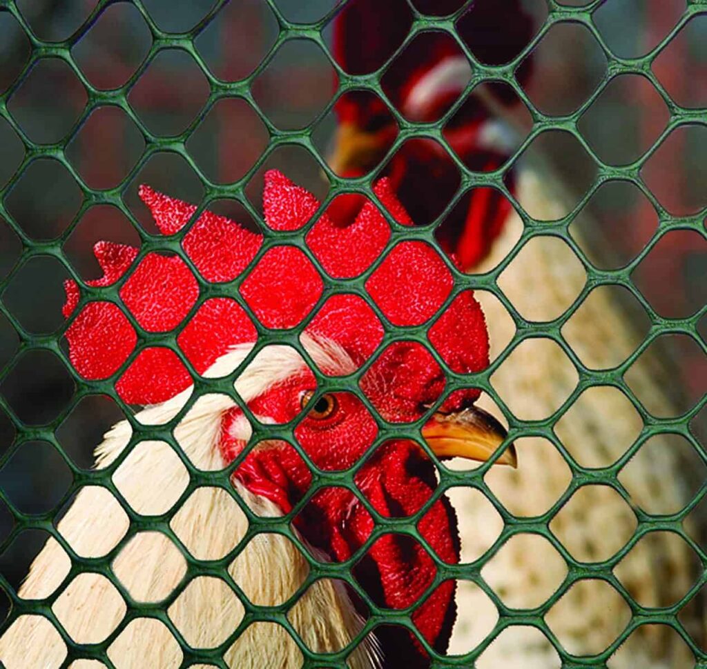 Fencing for chickens securing your feathered friends