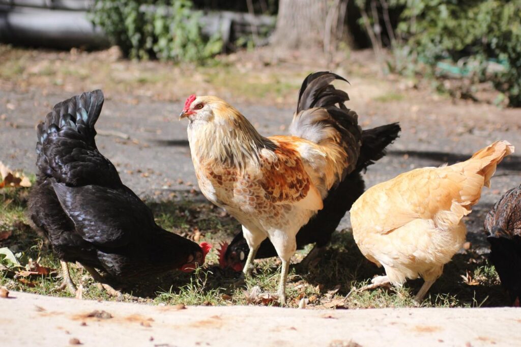 Organic Chicken Feed