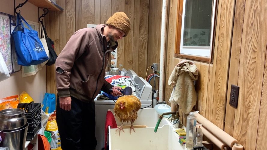 Chicken Vent Cleaning