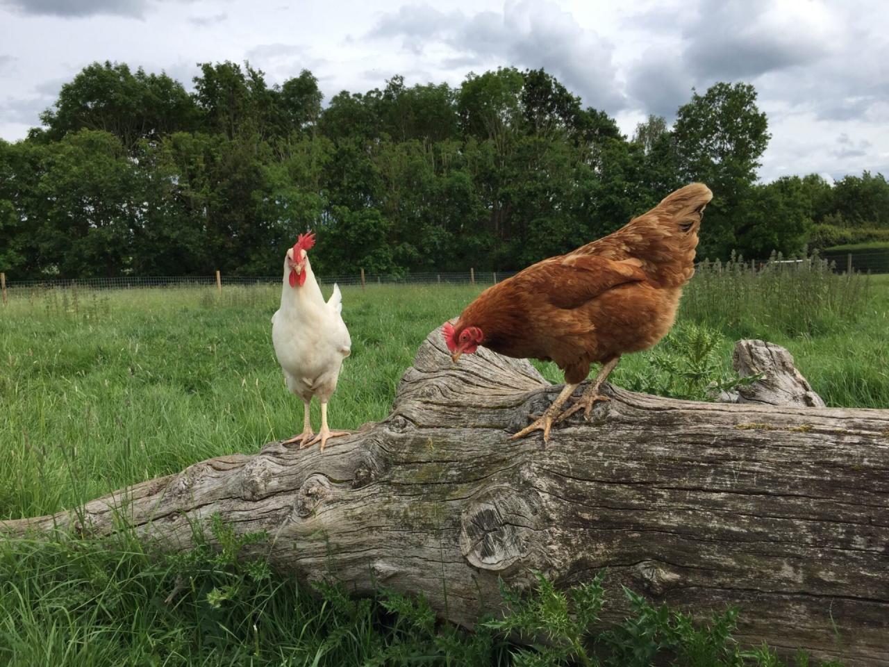 What are early symptoms of Scaly Leg Mites? | BackYard Chickens - Learn ... What are early symptoms of Scaly Leg Mites? | BackYard Chickens - Learn ...