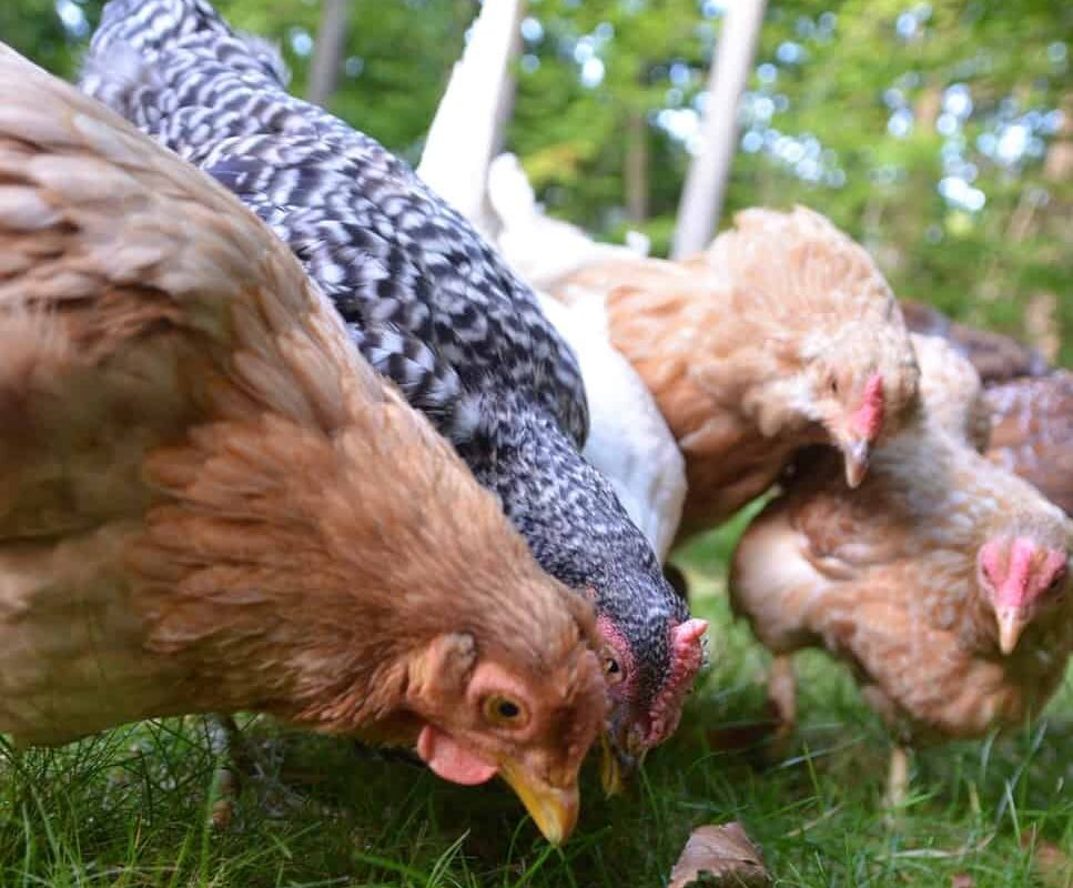 Healthy Chicken Treats