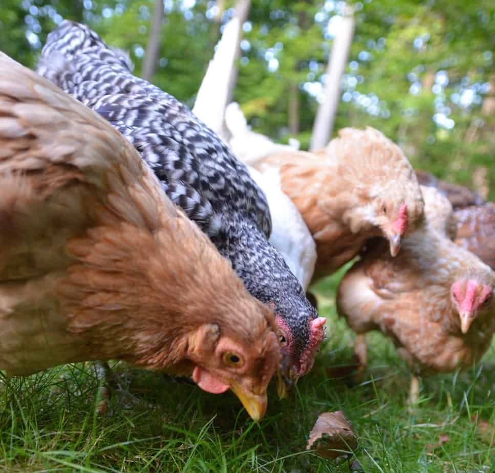 Healthy Chicken Treats