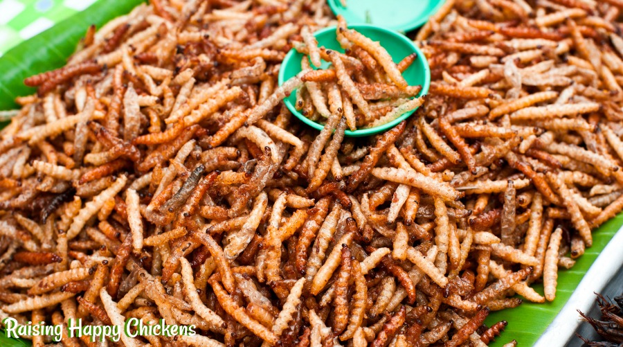 Chickens prefer animal protein diets - Poultry World Chickens prefer animal protein diets - Poultry World