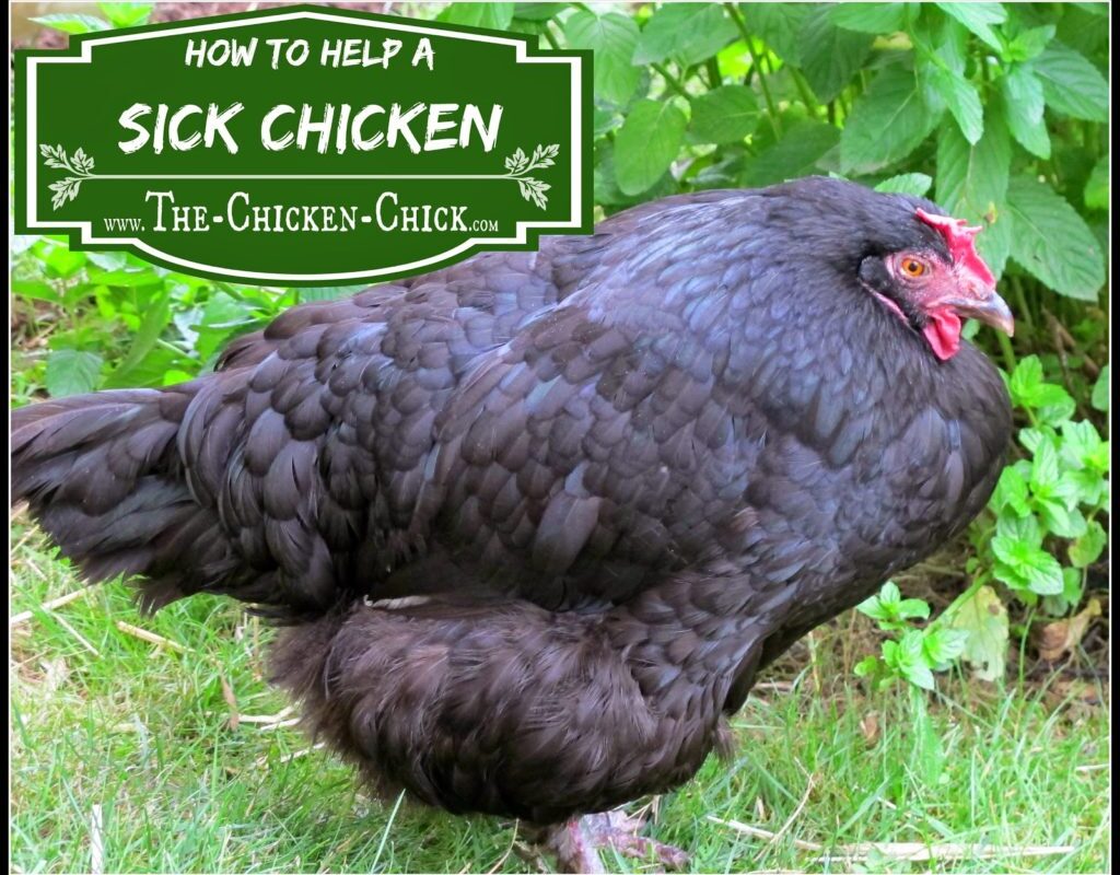 Sick Chicken Symptoms