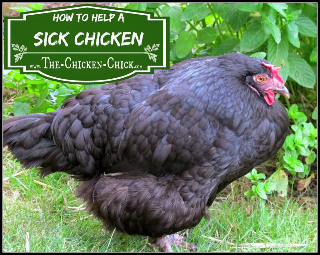 Sick Chicken Symptoms