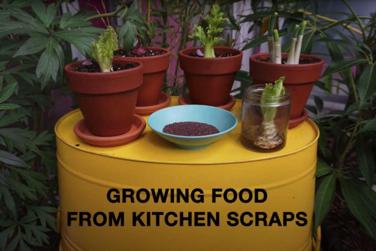 Feeding Kitchen Scraps