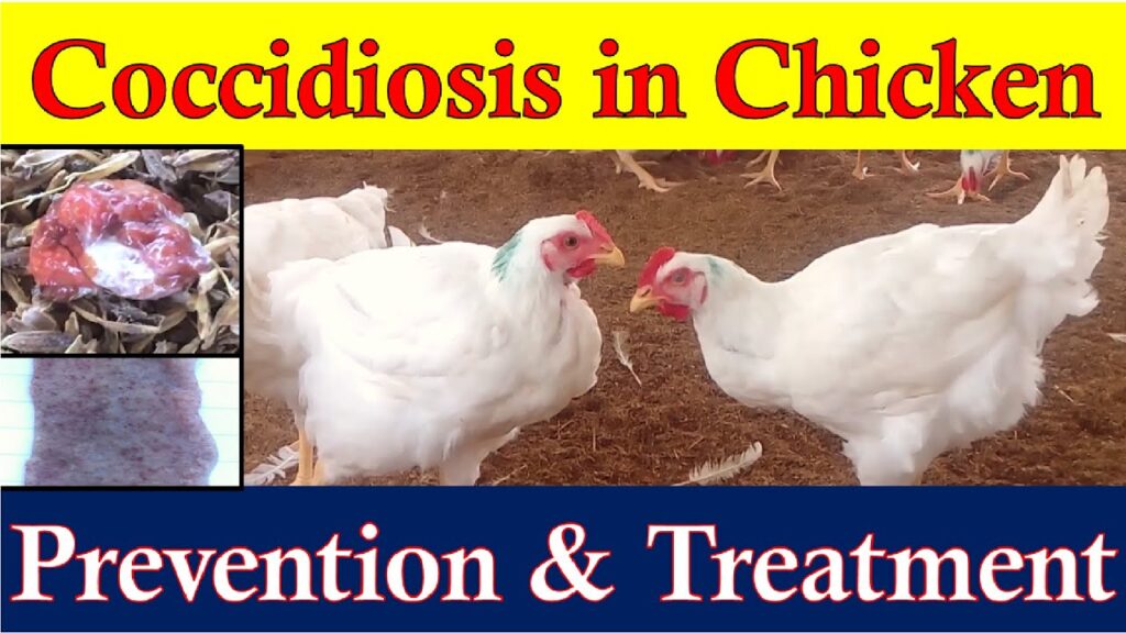 Coccidiosis In Chickens
