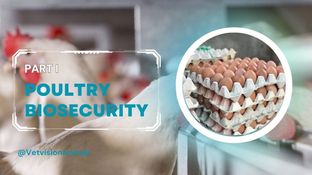 Biosecurity For Chickens