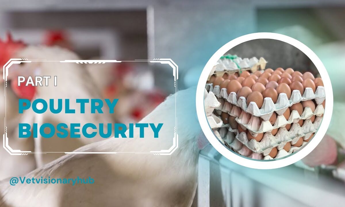 Biosecurity For Chickens