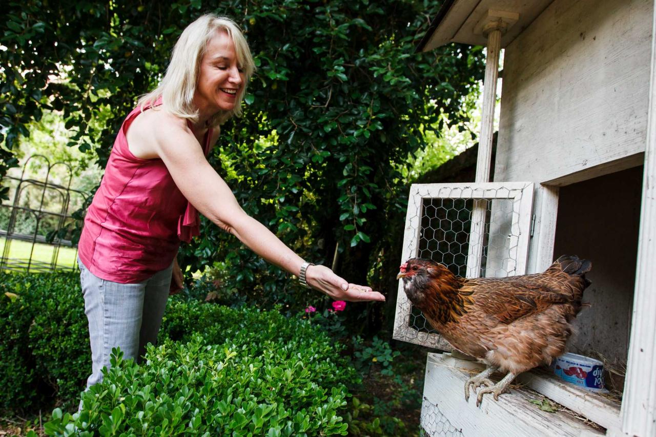 Keeping Chickens in Urban Areas: Tips and Regulations – Backyard Barnyard