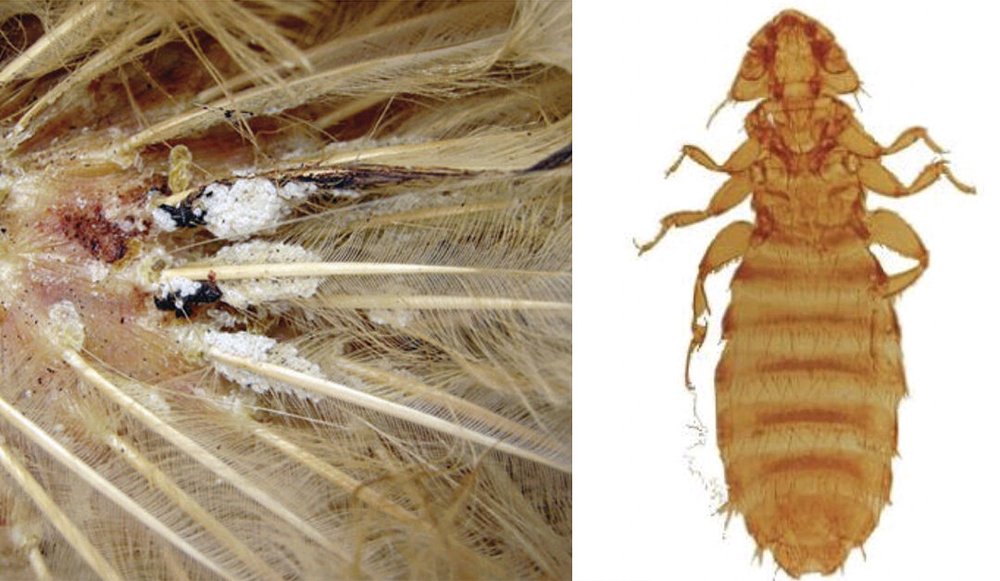 Poultry Lice